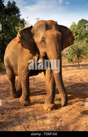 Kambodscha, Provinz Mondulkiri, Sen monorom, Elephant Valley Projekt, Sambo, ehemaligen Tempel Elefanten im Wat Phnom. Stockfoto