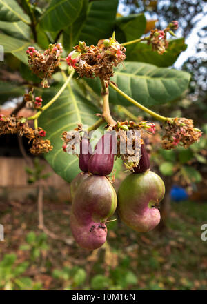 Kambodscha, Provinz Mondulkiri, Sen monorom, Cashew-nuss und Apple wächst an Anacardium occidentale Baum Stockfoto