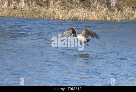 Eine einzelne Kanada Gans in niedrigen Flug über einen See. Stockfoto