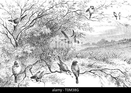 Darstellung von Vögeln auf Zweige - Vintage eingraviertem Muster, 1894 Stockfoto