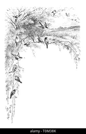 Darstellung von Vögeln auf Zweige - Vintage eingraviertem Muster, 1894 Stockfoto