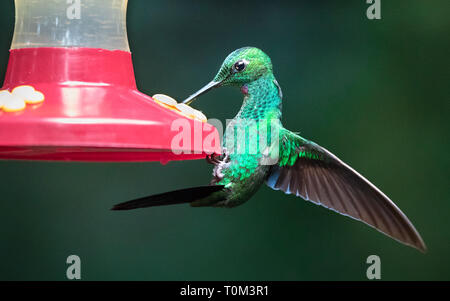 Grün - gekrönte Brillant (Heliodoxa jacula), erwachsenen Mann, zu einem Zubringer in Monteverde Nationalpark, Costa Rica. Stockfoto