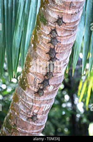 Proboscis Fledermäuse (Rhynchonycteris naso) Festhalten an der Unterseite von einer Palme in der Nähe von Sierpe, Costa Rica. Stockfoto