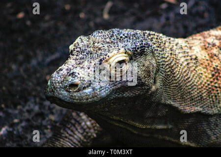 Eine wilde big Komodo Waran (Varanus komodoensis) ruht der Kopf am Stück Holz in der Nähe der Ranger Station in Insel Komodo. Stockfoto