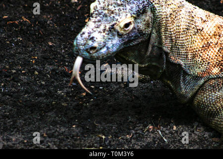 Eine wilde big Komodo Waran (Varanus komodoensis) ruht der Kopf am Stück Holz in der Nähe der Ranger Station in Insel Komodo. Stockfoto