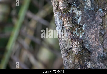Proboscis Fledermäuse (Rhynchonycteris naso) Festhalten an der Unterseite von einer Palme in der Nähe von Sierpe, Costa Rica. Stockfoto