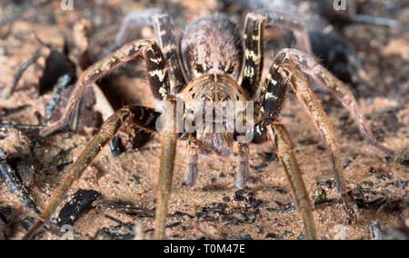 Wolf Spider (Familie Lycosidae), Halbinsel Osa, Costa Rica. Stockfoto