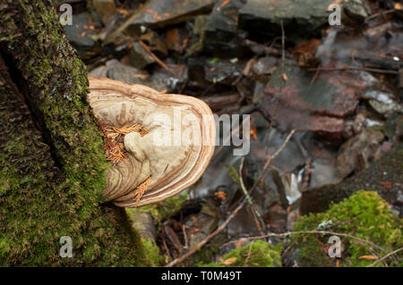 Auf kreisförmigen Pilze und Flechten/Moss auf einem Baumstamm in einem Wald mit Bergbach im Hintergrund Stockfoto