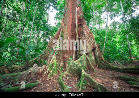 Enorme buttress Roots ergeben sich aus den Waldboden auf der Halbinsel Osa, Costa Rica. Stockfoto