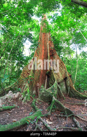 Ein Baum mit riesigen Wurzeln buttress entsteht aus dem Waldboden auf der Halbinsel Osa, Costa Rica. Stockfoto