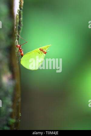 Blatt - cutter Ant (Atta sp.) in der Nähe von Puerto Viejo de Sarapiqui, Costa Rica. Stockfoto