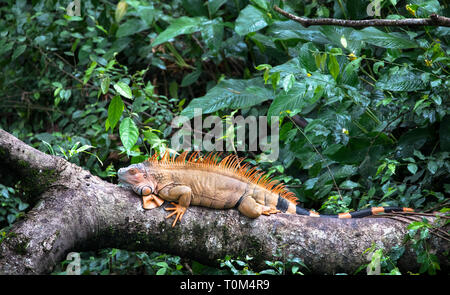 Grüner Leguan (Iguana iguana) in der Nähe von Puerto Viejo de Sarapiqui, Costa Rica. Stockfoto