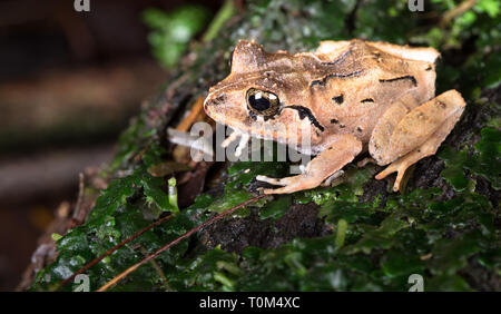 Gemeinsame regen Frosch (Craugastor Fitzingeri) in der Nähe von Puerto Viejo de Sarapiqui, Costa Rica. Stockfoto