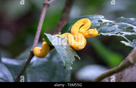 Wimpern Viper (Testudo schlegelii), Nationalpark Cahuita, Costa Rica. Stockfoto