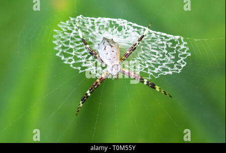 Argiope spider (Argiope sp.), Nationalpark Cahuita, Costa Rica. Stockfoto