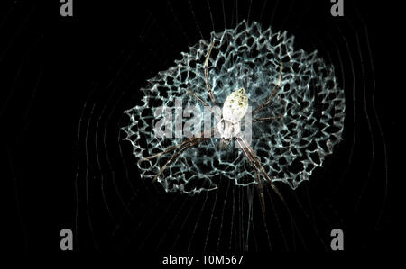 Argiope spider (Argiope sp.), Nationalpark Cahuita, Costa Rica. Stockfoto