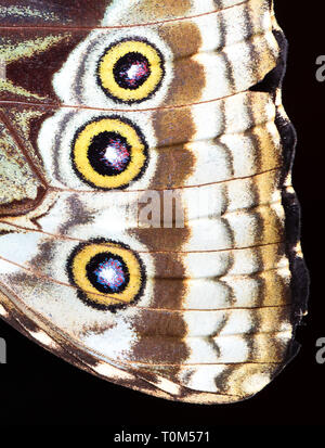 Nahaufnahme des Flügels von einem blauen Morpho Schmetterling (Morpho sp.), Costa Rica. Stockfoto