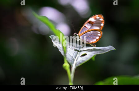 Weiß getupftem glasswing Schmetterling (Greta sp., wahrscheinlich Greta Nero oder Greta Annette), Tapanti-Macizo Cerro de La Muerte National Park, Costa Rica. Stockfoto