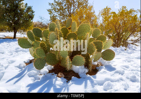 Feigenkakteen abgedeckt im Schnee in der Wüste von Arizona Stockfoto