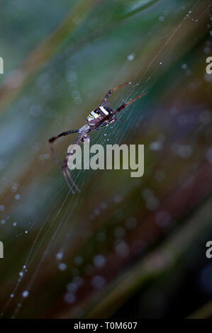 Regentropfen auf dem Netz der weiblichen St Andrew's Cross Spider, Argiope versicolor, Klungkung, Bali, Indonesien Stockfoto