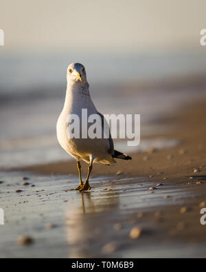 Ring-billed Gull entlang der Küstenlinie auf Bowmans Strand, Sanibel Island, Florida schlendern Stockfoto