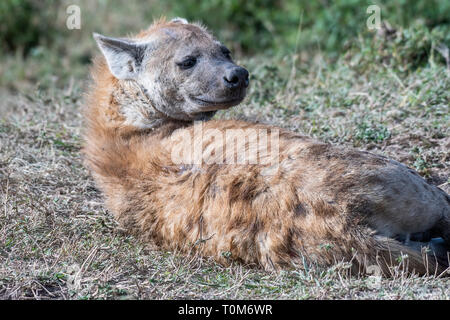 Hyäne in Tag Zeit, in der Nähe der Wasserstelle ruht, Maasai Mara Stockfoto