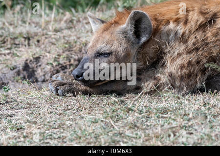 Hyäne in Tag Zeit, in der Nähe der Wasserstelle ruht, Maasai Mara Stockfoto
