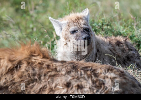 Hyäne in Tag Zeit, in der Nähe der Wasserstelle ruht, Maasai Mara Stockfoto