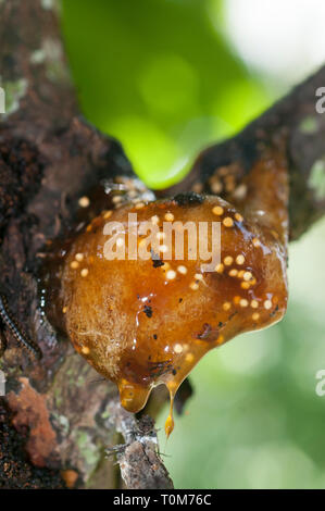 Baumfrosch, Polypedates leucomystax, Laich, Familie der Rhacophoridae, Anura-Orden, In Tree, Klungkung, Bali, Indonesien Stockfoto
