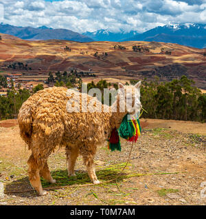 Porträt einer Llama (lama glama) im Heiligen Tal der Inka mit der Anden im Hintergrund, Cusco Region, Peru. Stockfoto