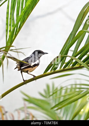 Closeup orientalische Magpie Robin thront auf Palm Leaf isoliert auf Hintergrund Stockfoto