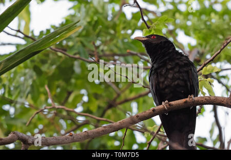 Closeup männlichen Asiatischen Koel Vogel auf Zweig Stockfoto