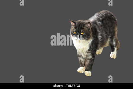 Perser Katze Stehend isoliert auf grauen Hintergrund, Freistellungspfad Stockfoto