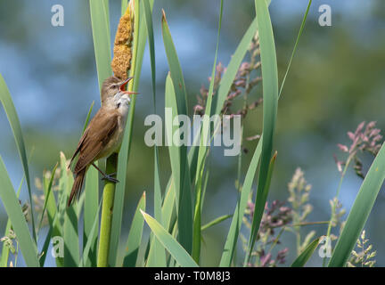 Männliche Great Reed warbler Gesang an reedmaces Stockfoto