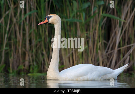 Mute swan Swimming fest, schoß auf dem Fluss Stockfoto