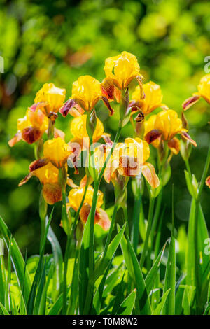 Ein Büschel des gelben Tall Bearded Iris in einem Garten Var. Jitterbug in voller Blüte. Stockfoto