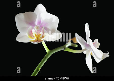 Motte Orchideen auf schwarzem Hintergrund Stockfoto