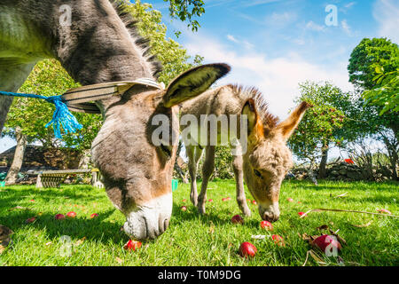 Zwei Esel essen rote Äpfel in einem idyllischen Garten im Sommer Stockfoto