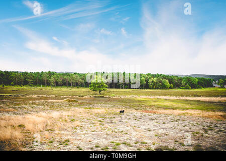 Schwarze Schafe im Sommer Landschaft mit trockenen Ebenen unter einem blauen Himmel Stockfoto