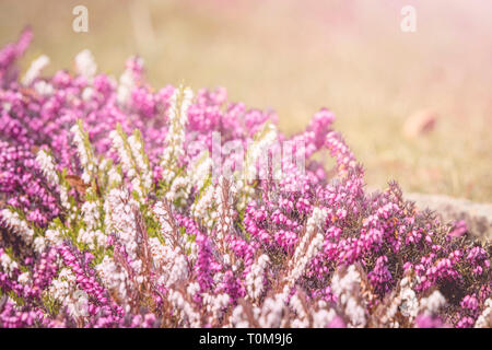 Heidekraut blüht im Frühjahr an einem sonnigen Tag in einem wunderschönen Garten Stockfoto