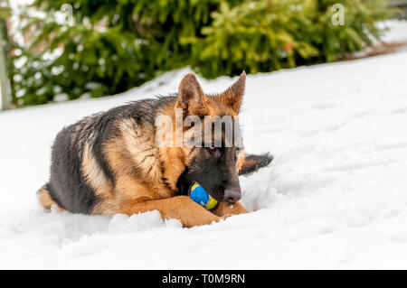 Ein schöner verspielter Schäferhund Welpe Hund spielen mit einem Tennisball im Winter im Schnee. Stockfoto