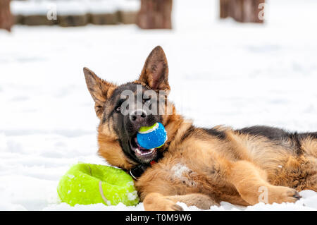 Ein schöner verspielter Schäferhund Welpe Hund spielen mit einem Tennisball im Winter im Schnee. Stockfoto