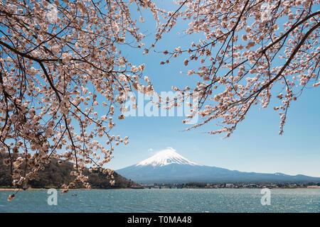 Mt. Fuji über Kirschblüten am Lake Kawaguchi Stockfoto