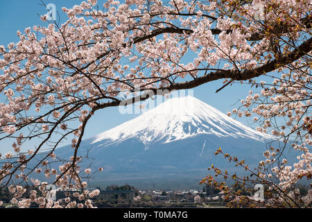 Mt. Fuji über Kirschblüten am Lake Kawaguchi Stockfoto