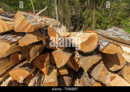 Ein Haufen von frisch geschnittenen Rundholz in der Sonne in einem Wald liegt. Pinien im Hintergrund. Stockfoto