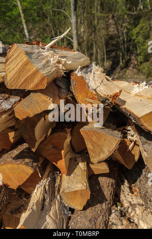 Ein Haufen frisch gehackten Holzbalken in der Sonne in einem Wald liegt. Pinien im Hintergrund. Stockfoto