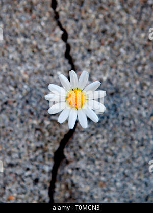 Schön Daisy, geboren aus einem Riss im asphalt Stockfoto