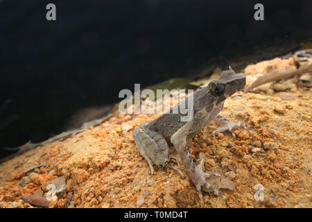 Langbeinige Horned Frog (Xenophrys longipes) Stockfoto