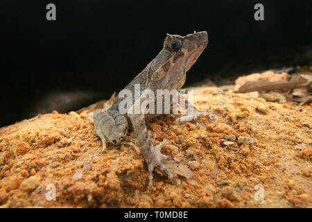 Langbeinige Horned Frog (Xenophrys longipes) Stockfoto