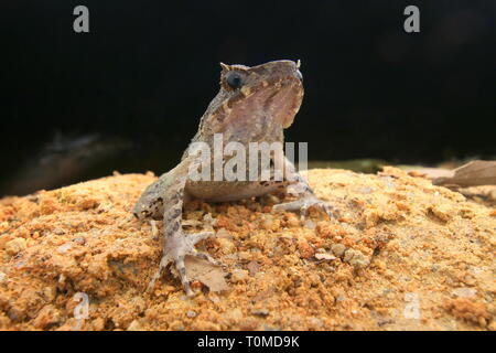 Langbeinige Horned Frog (Xenophrys longipes) Stockfoto